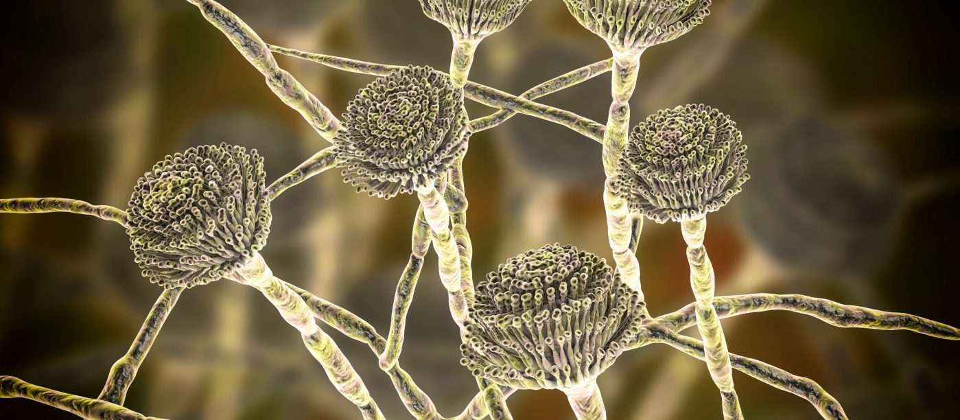Grzyby Aspergillus
